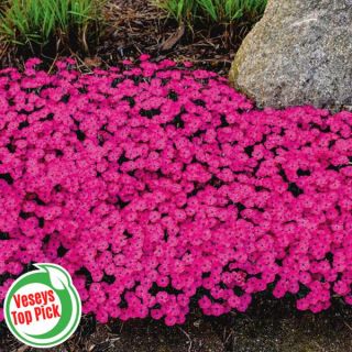 Paint the Town Magenta Dianthus Thumbnail